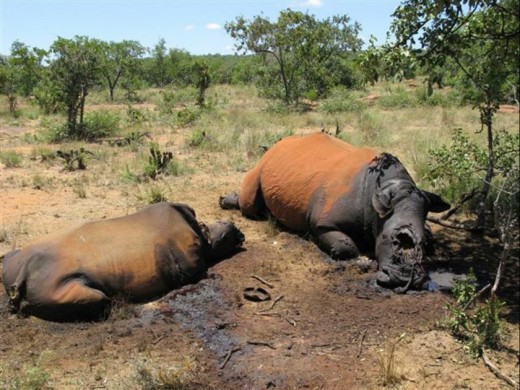 braconnage-afrique-sud