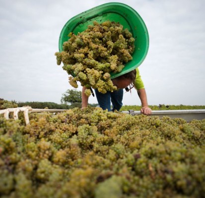 italie-production-vin