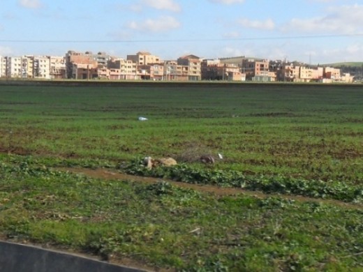algerie-agriculture