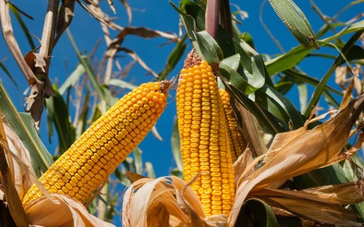 Corn field at harvest time