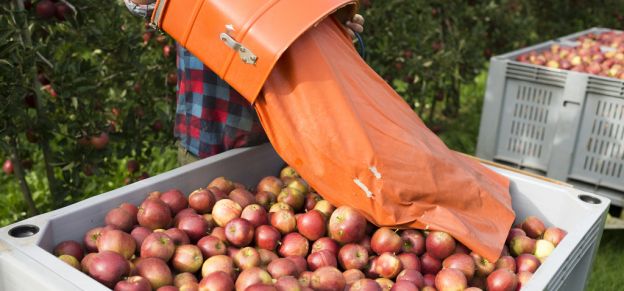 Italie : des pommes bourrées de pesticides sur les marchés