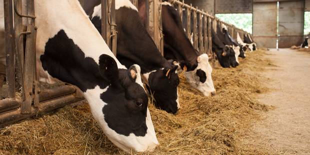 Belgique : des cas de tuberculose bovine entraînent l’arrêt d’une centaine d’exploitations