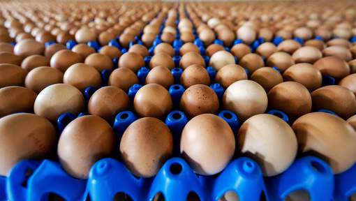 Des millions d’œufs contaminés retirés de la vente en Allemagne