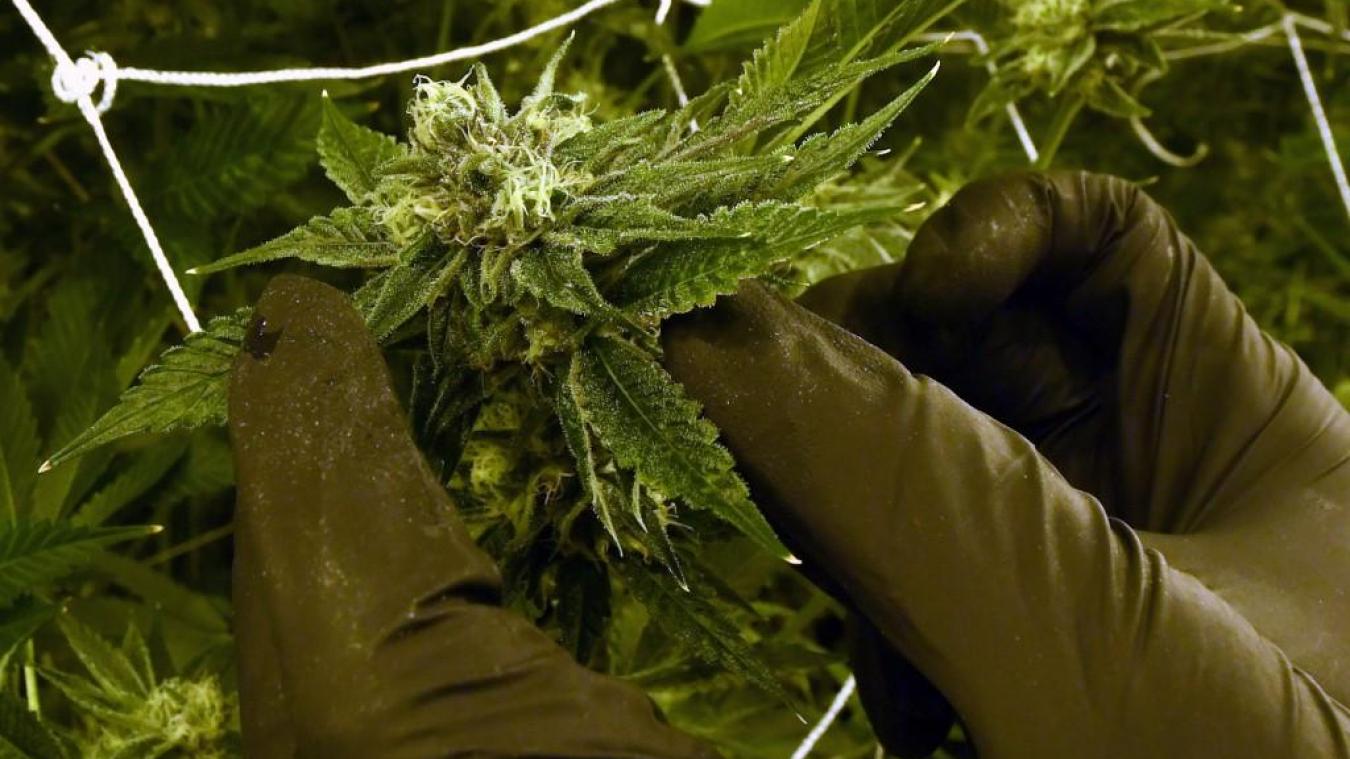 Le gouvernement néerlandais recrute des cultivateurs de cannabis