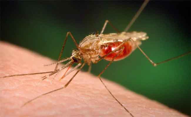 Un millier de cas de paludisme recensés dans le sud de l’Algérie