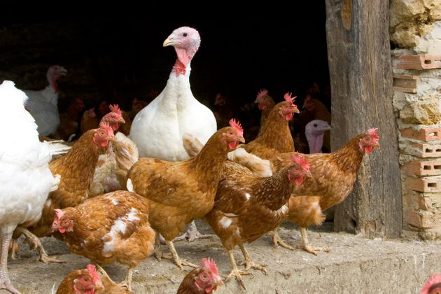 Détection d’un premier cas de grippe aviaire en France