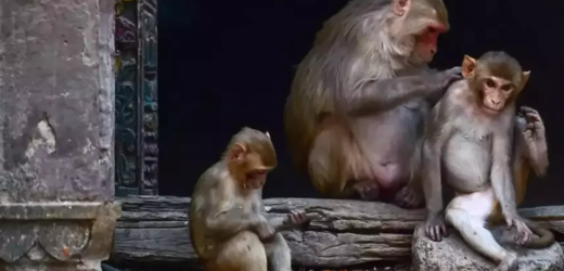 Multiplication des foyers de la variole du singe en Europe et en Amérique