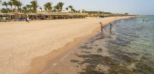 Egypte : Un requin tue deux touristes européennes en mer Rouge