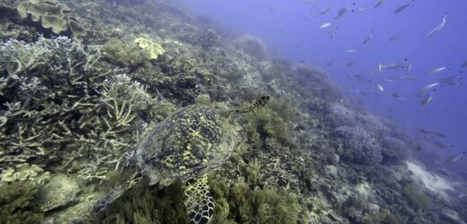 L’extraction minière sous-marine de plus en plus décriée 