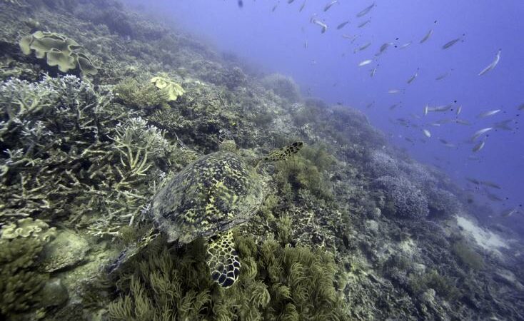 L’extraction minière sous-marine de plus en plus décriée 